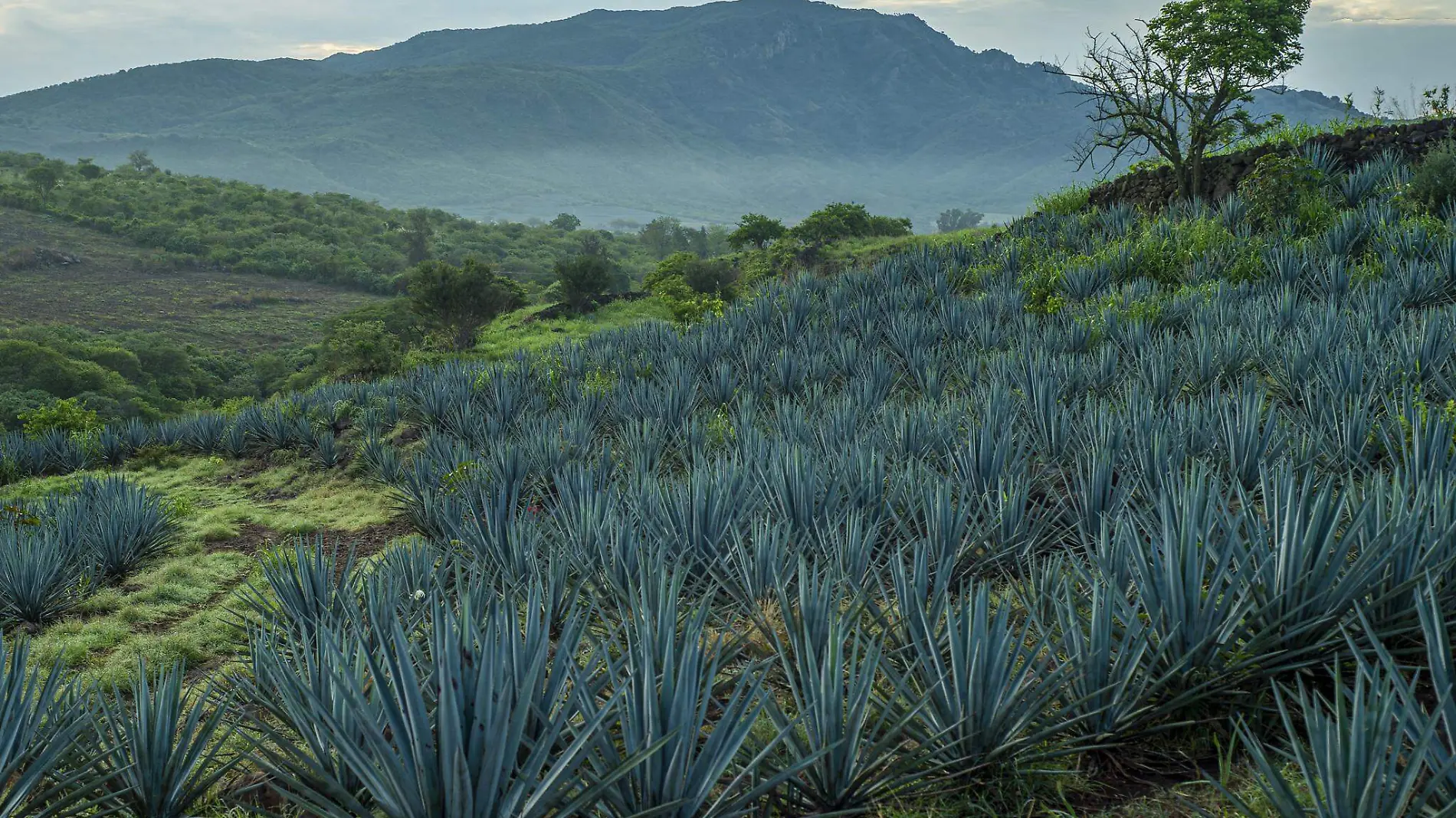 El agave azul